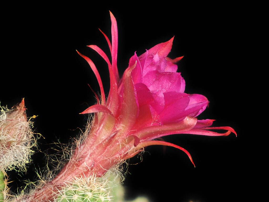 Woolly Nipple Cactus, Churro Cactus