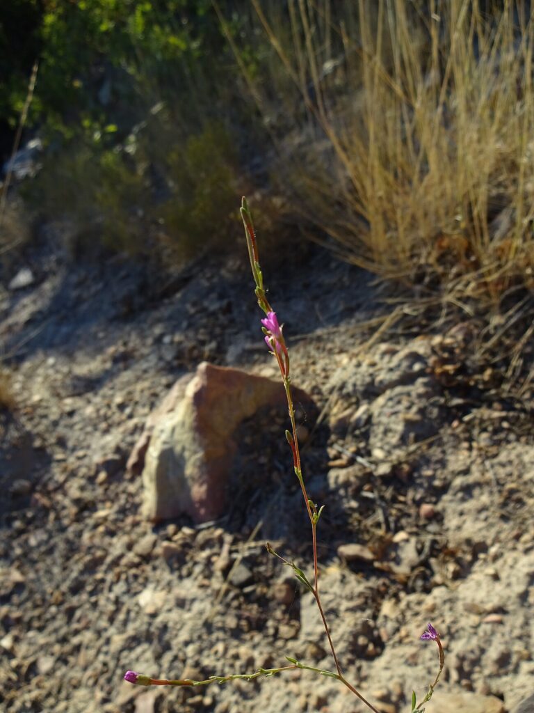 Yuba Pass willowherb