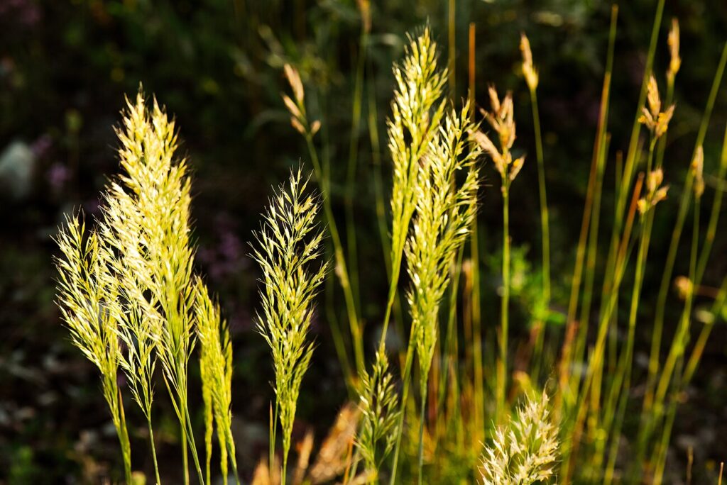 Yellow Oatgrass