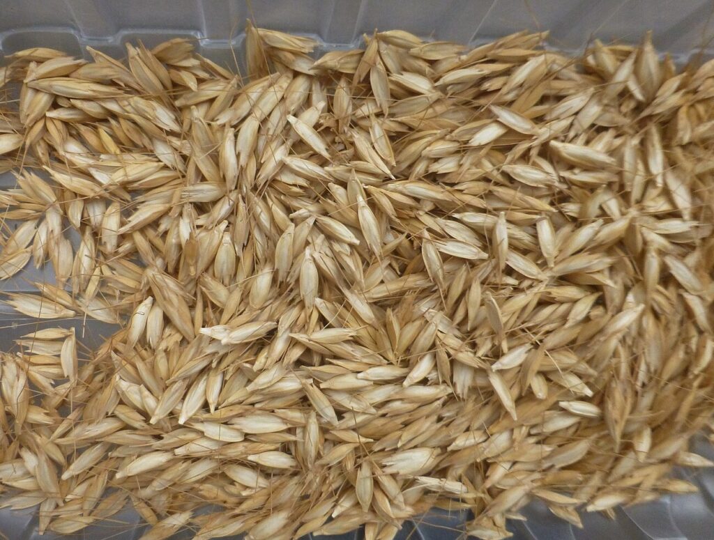 Wild Einkorn, Einkorn Wheat