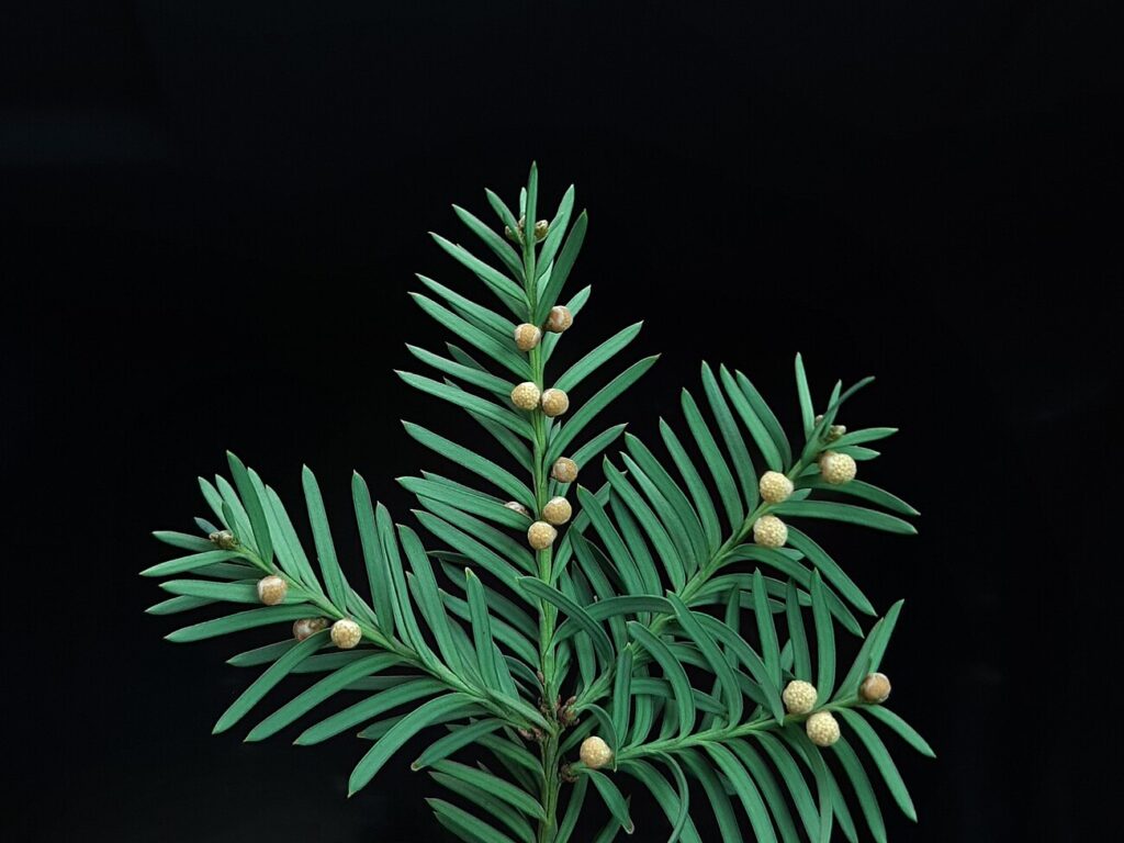 Yew, English Yew, Taxus