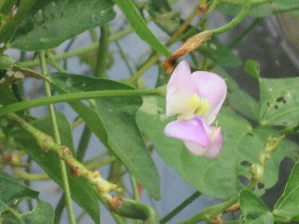 Yardlong bean, Asparagus bean, Chinese long bean