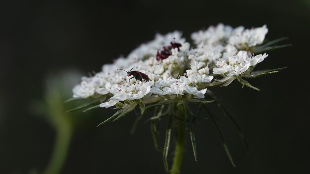Wild Carrot, Queen Anne’s Lace