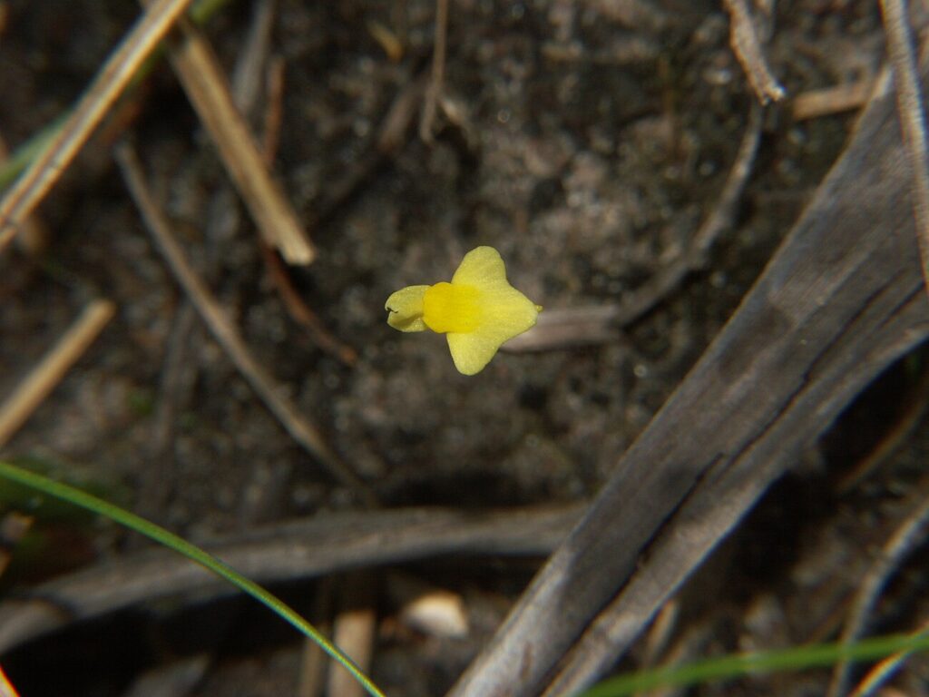 Zigzag Bladderwort