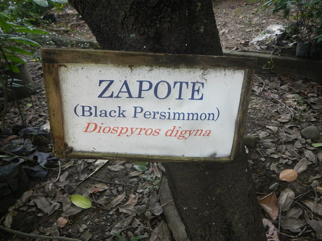 Zapote de Costa, Black Sapote, Chocolate Pudding Fruit