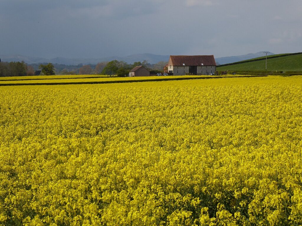 Yellow Sarson, Yellow Mustard