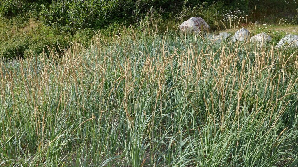 Yukon wheatgrass