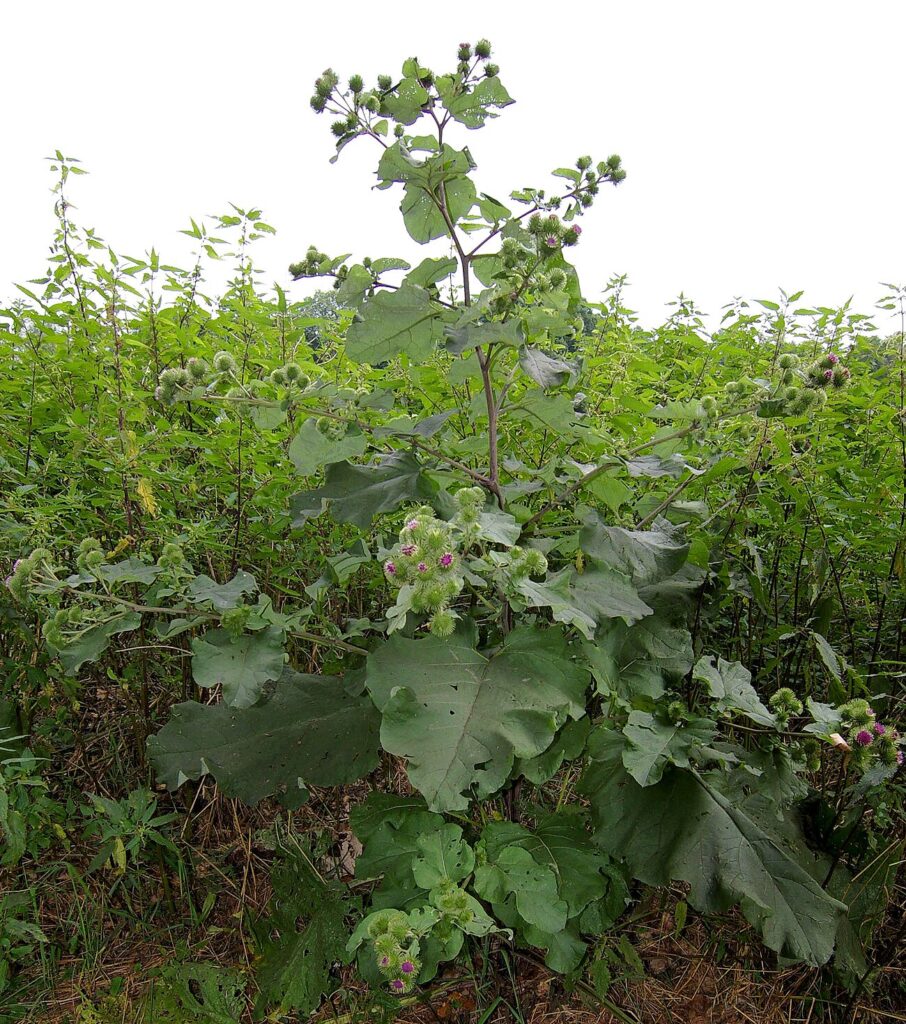 Woodland Burdock, Greater Burdock