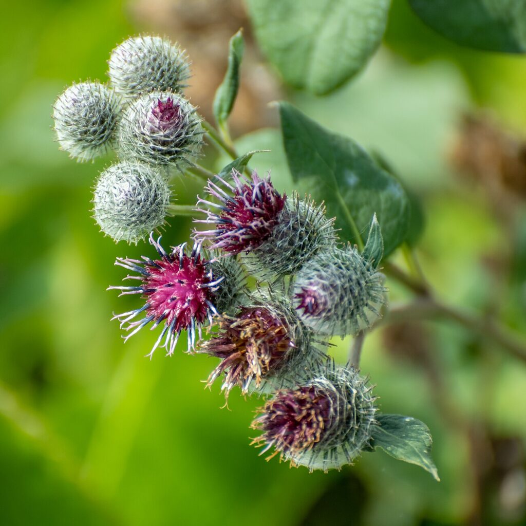 Woolly Burdock, Greater Burdock