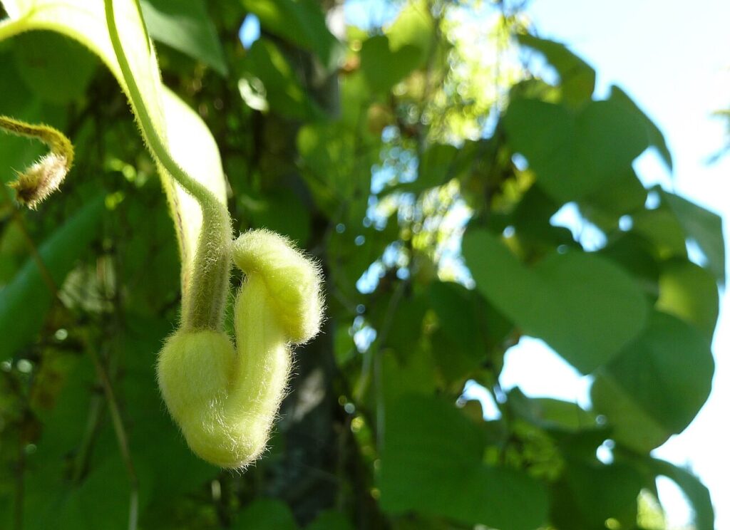 Woolly Dutchman’s Pipe