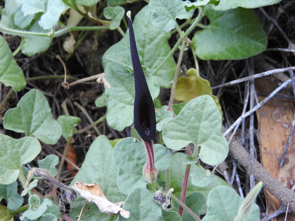 Wright’s Dutchman’s pipe, California pipe vine