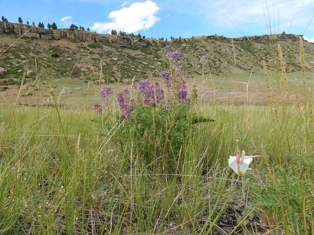 Yucca milkvetch