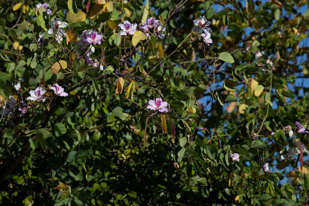 Yunnan bauhinia, Butterfly tree, Orchid tree