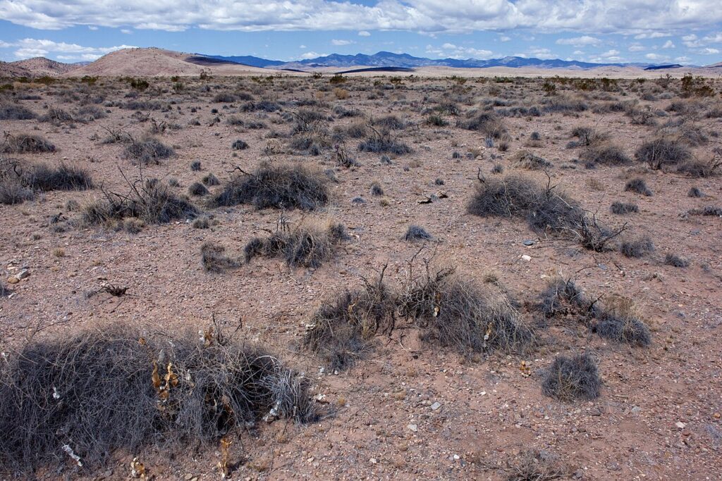 Wright’s rosette grass