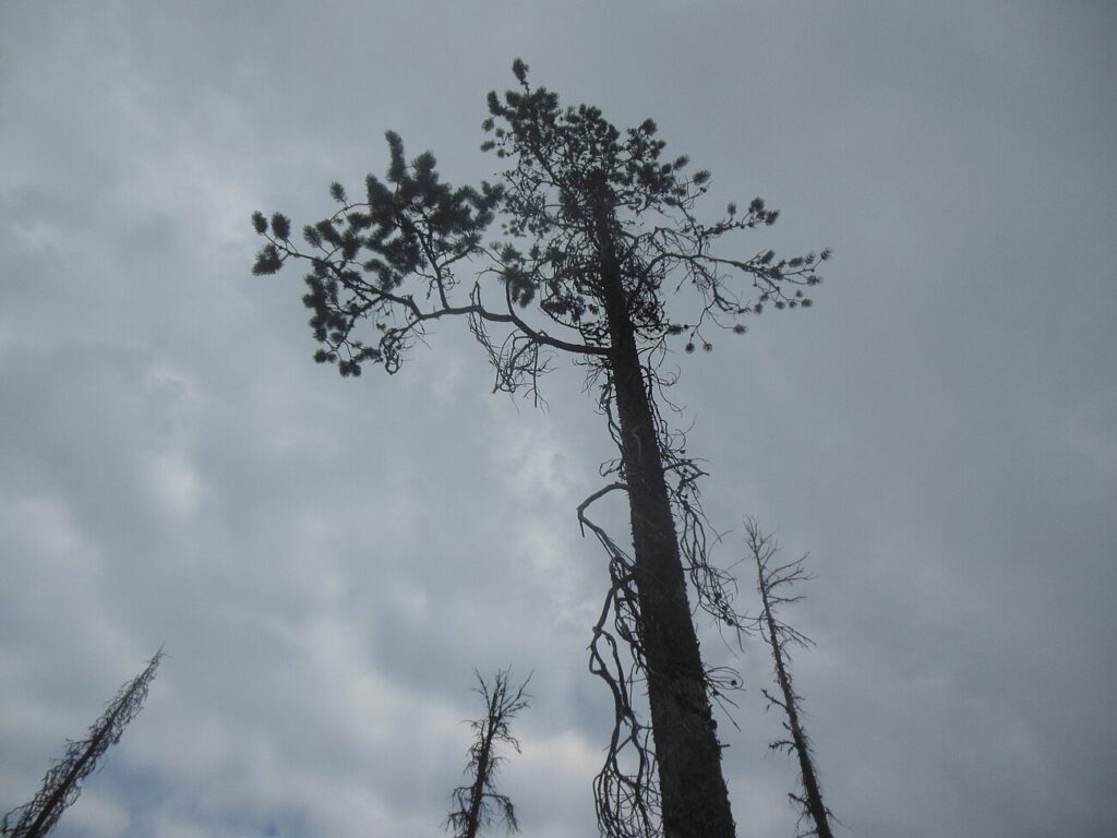 Yukon Pine