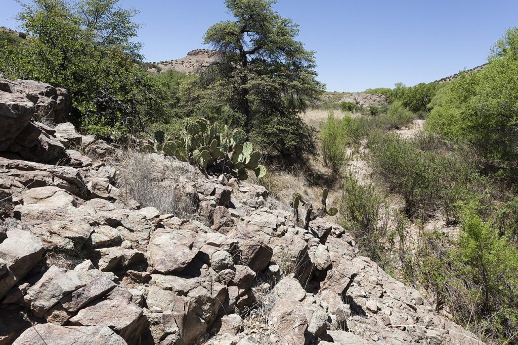 Wooton’s pricklypear