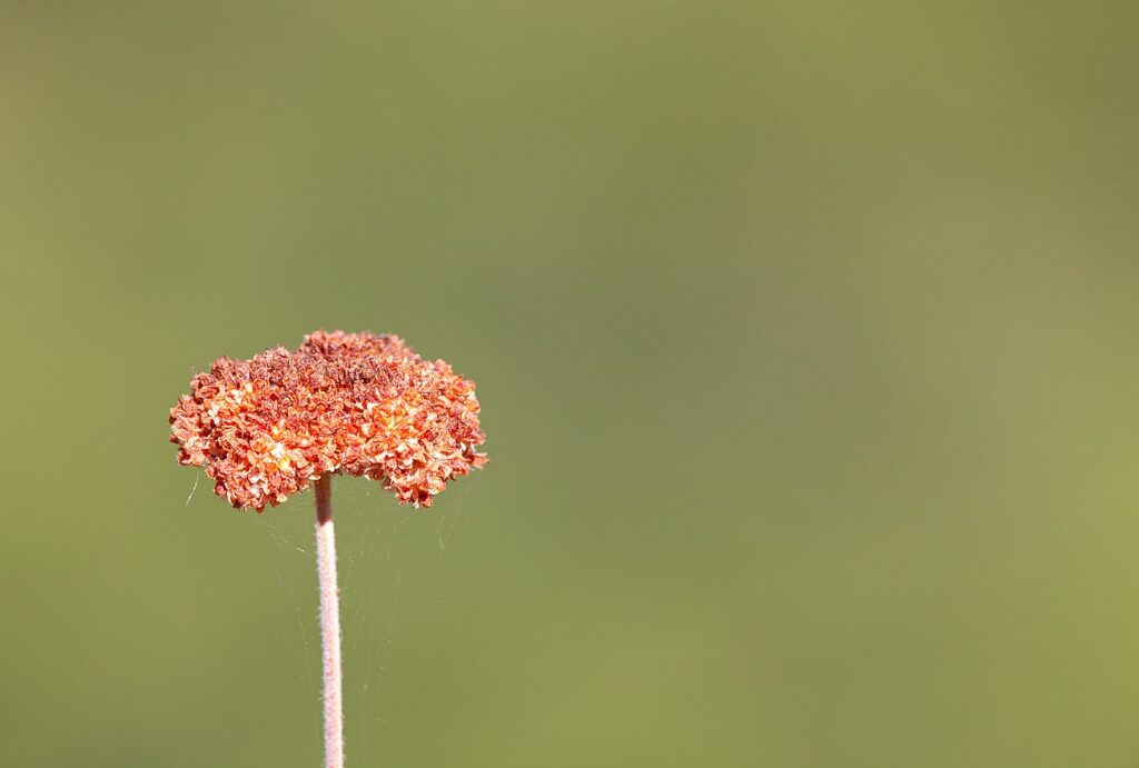 Yucca buckwheat, California buckwheat