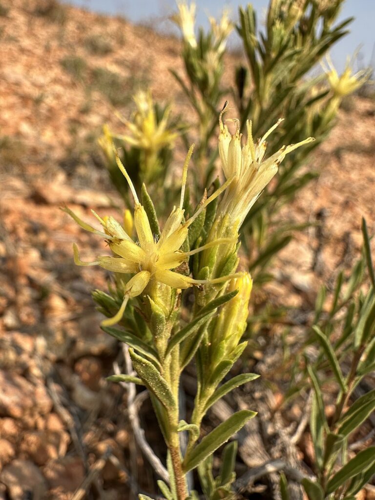 Zion goldenbush