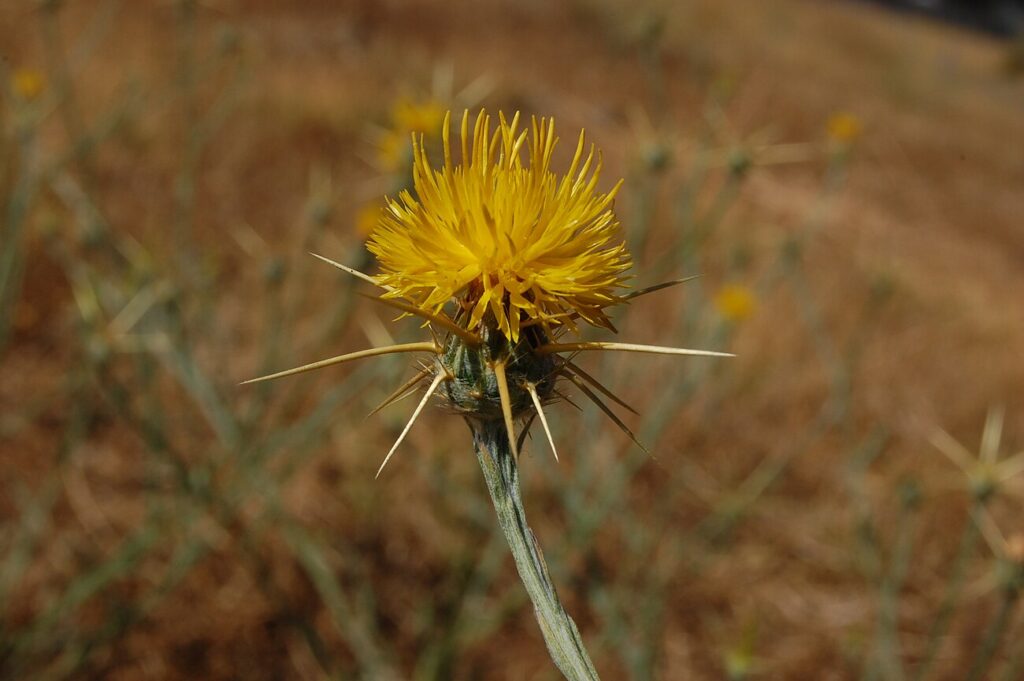 Yellow Star-Thistle