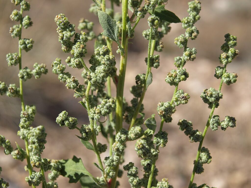 Zschack’s goosefoot