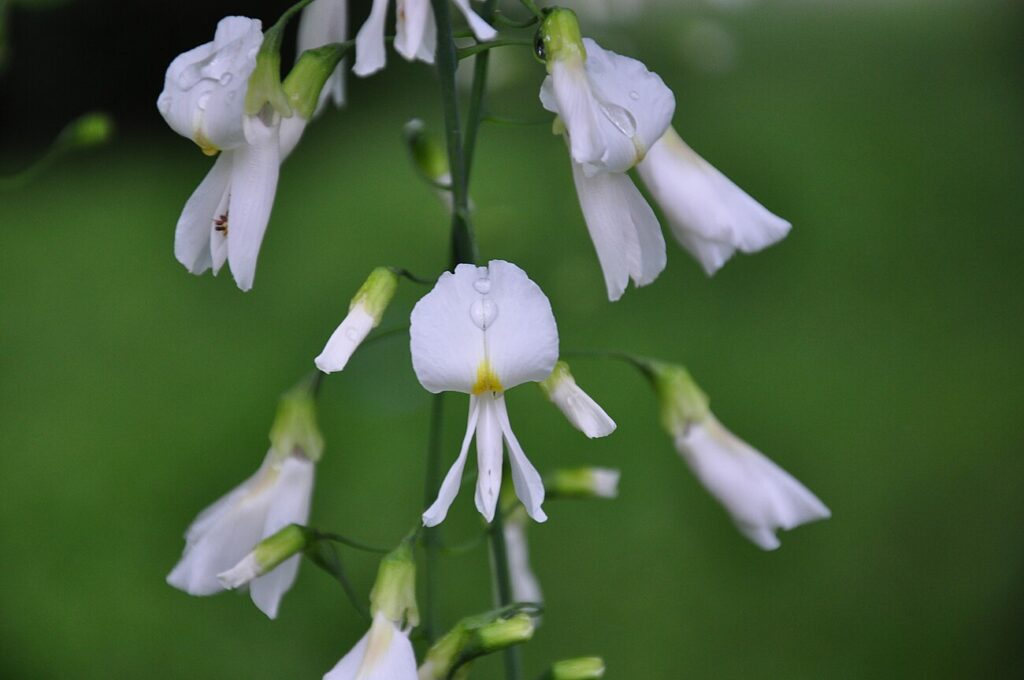 Yellowwood, Virgilia