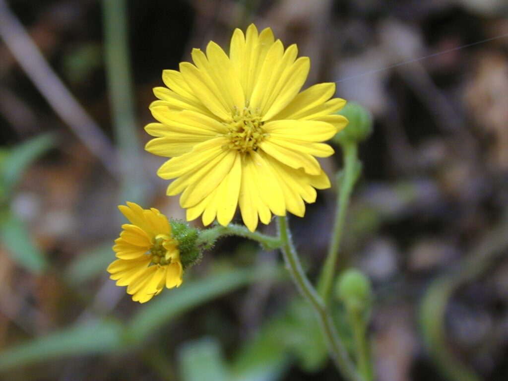 Yellowflower Tarweed