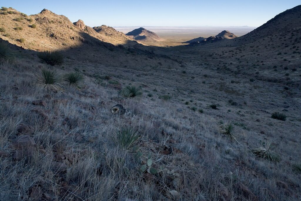 Yuquilla, Sotol