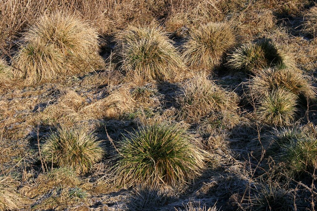 Yellow hairgrass