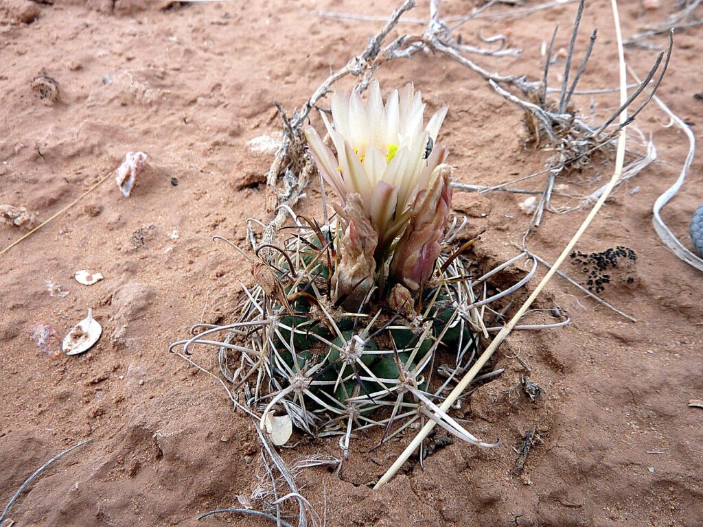 Wright’s Fishhook Cactus