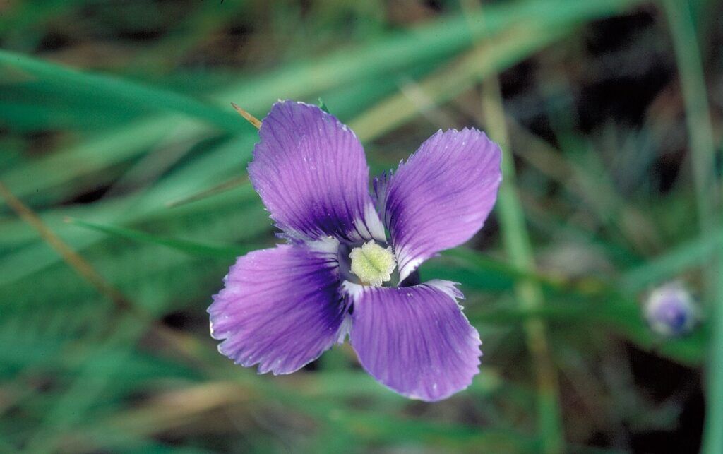 Yukon fringed gentian