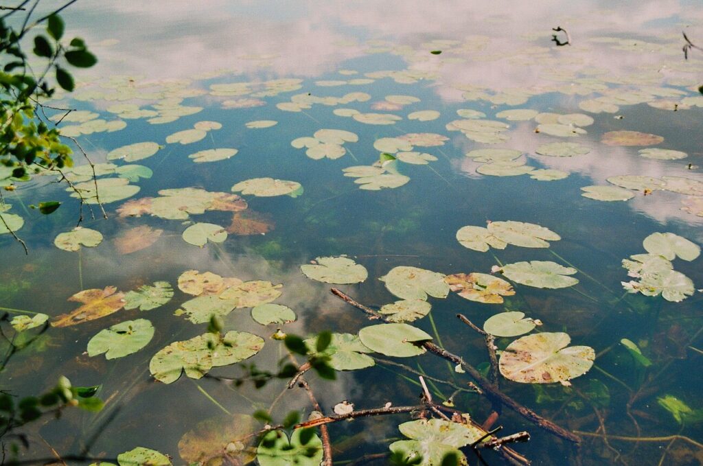 Yellow waterlily, Spatterdock, Cow lily