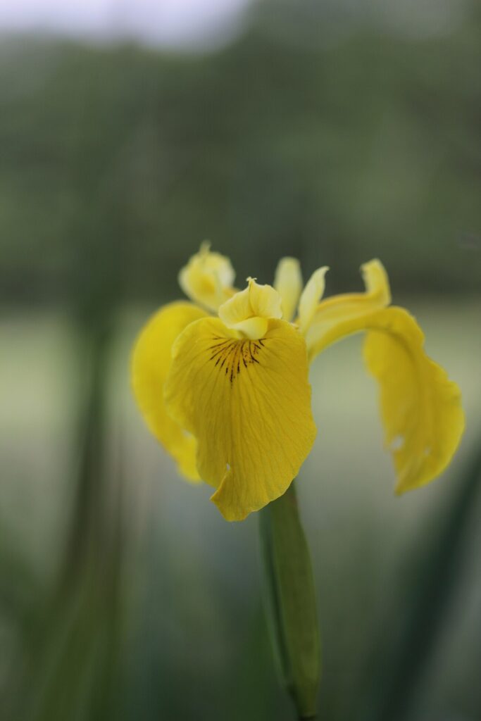 Yellowleaf Iris, Yellowflag, Water Flag