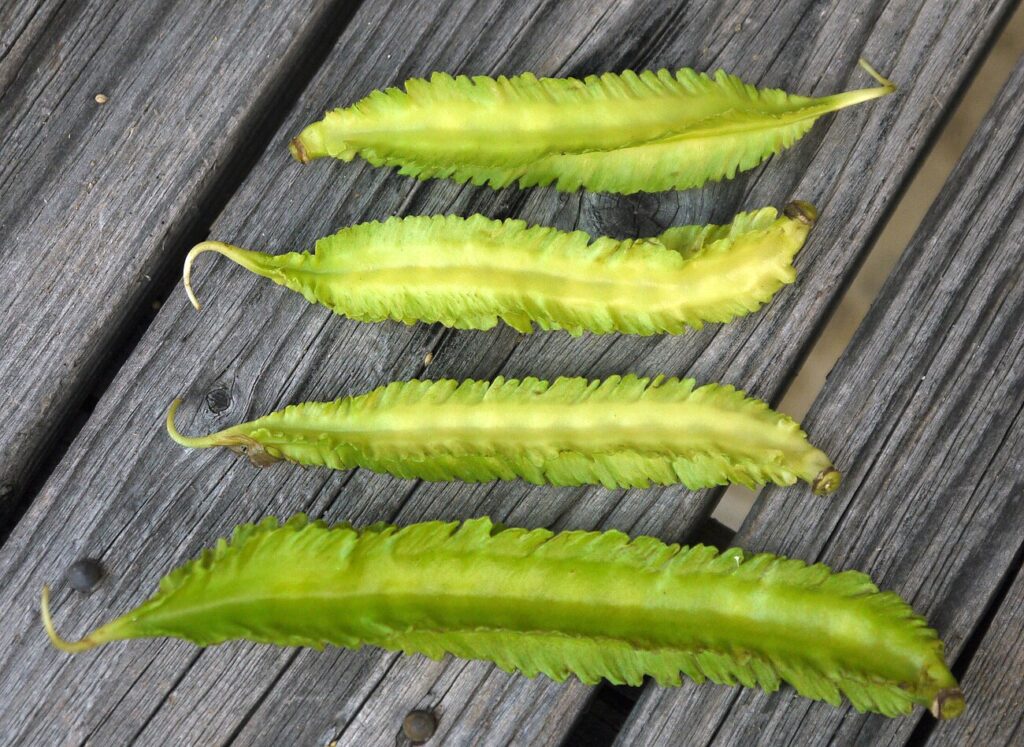 Winged Bean, Goa Bean, Manila Bean