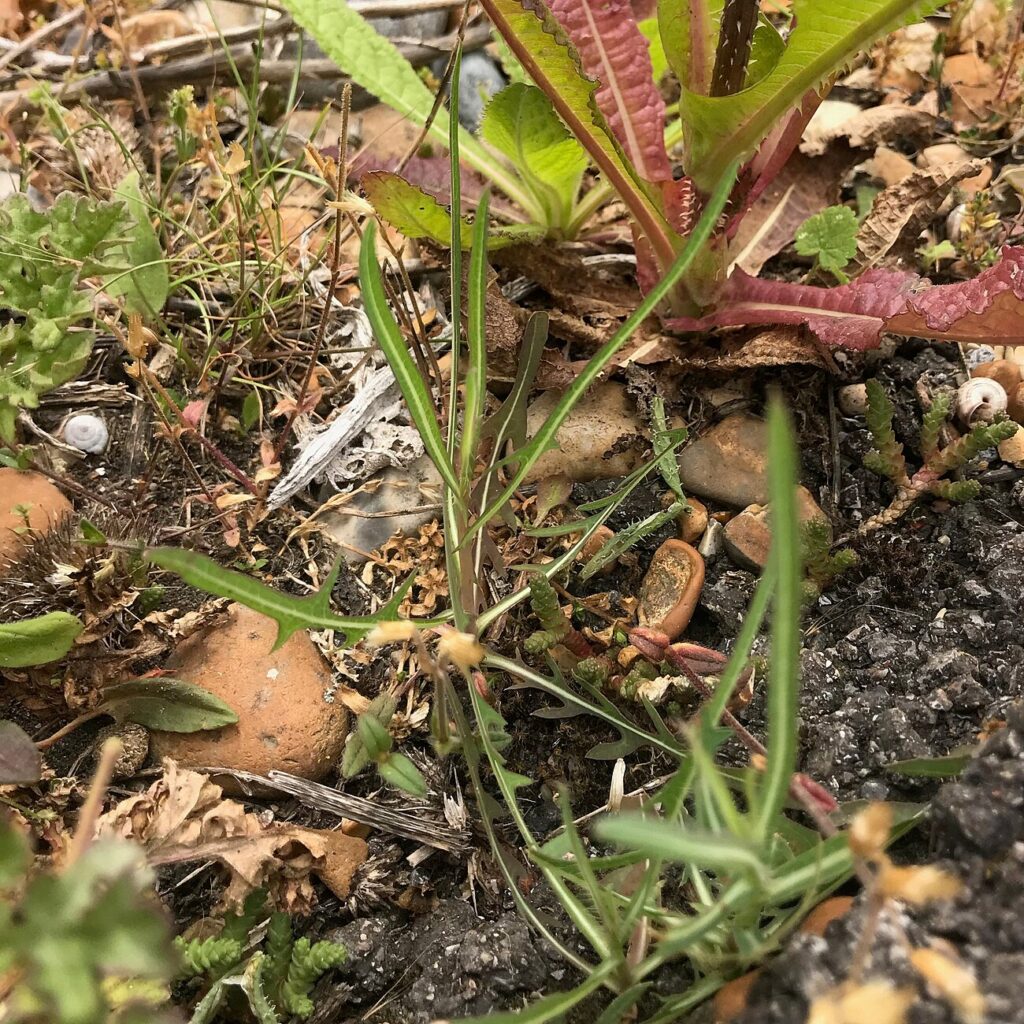 Willowleaf Lettuce