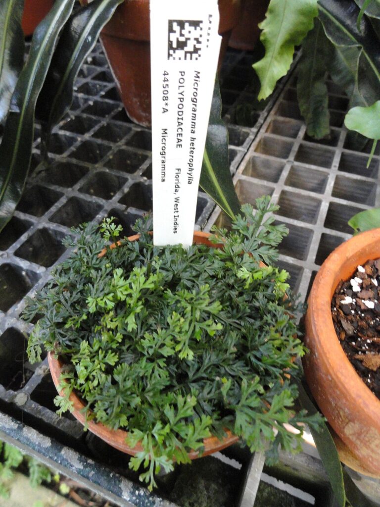 Zigzag Dwarf Polypody, Zigzag Fern