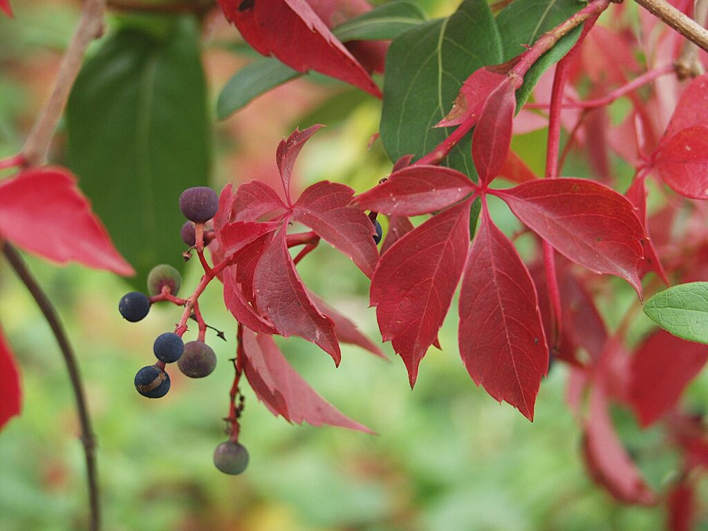 Woodbine, Virginia Creeper, Five-leaved vine