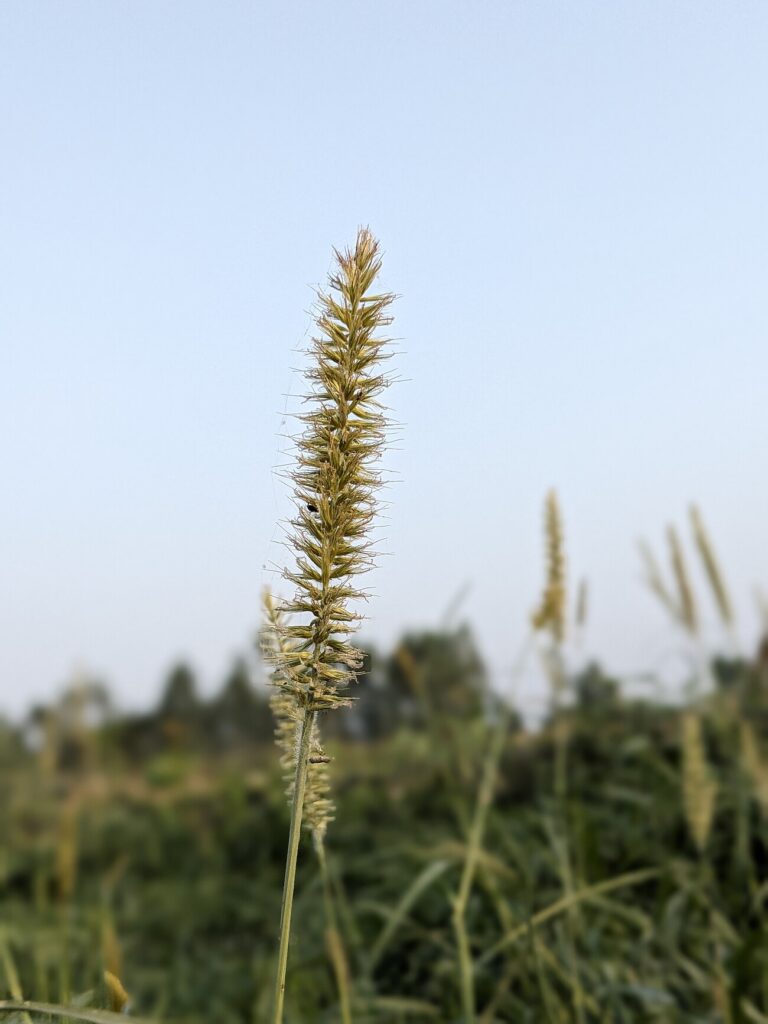 Yellow Foxtail, Foxtail Millet