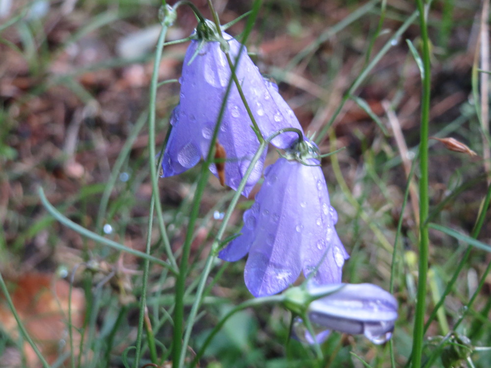 Yukon bellflower