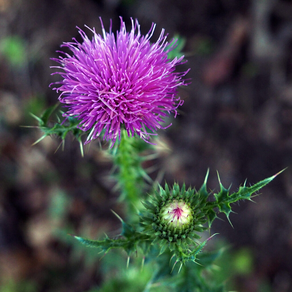 Winged plumeless thistle