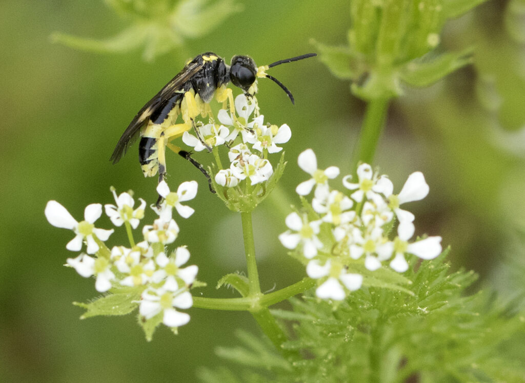 Wild Chervil