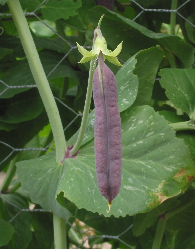 Yellow pea, field pea