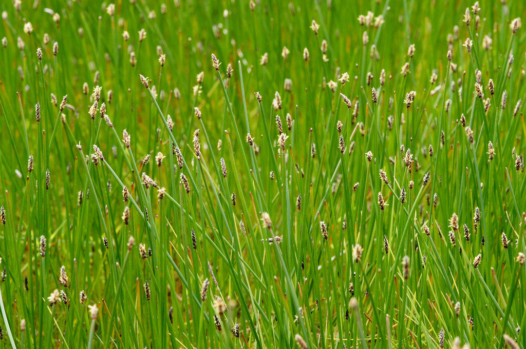 Yellow Spikerush, Galingale