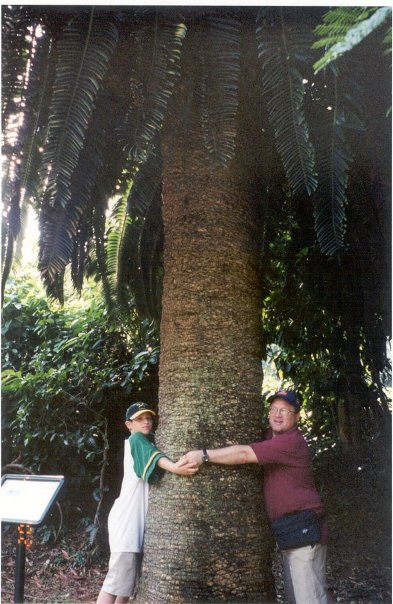 Wood’s cycad